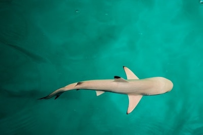 Shark swimming (Species unknown)